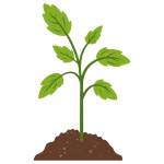 Plant TCB Plant TCB